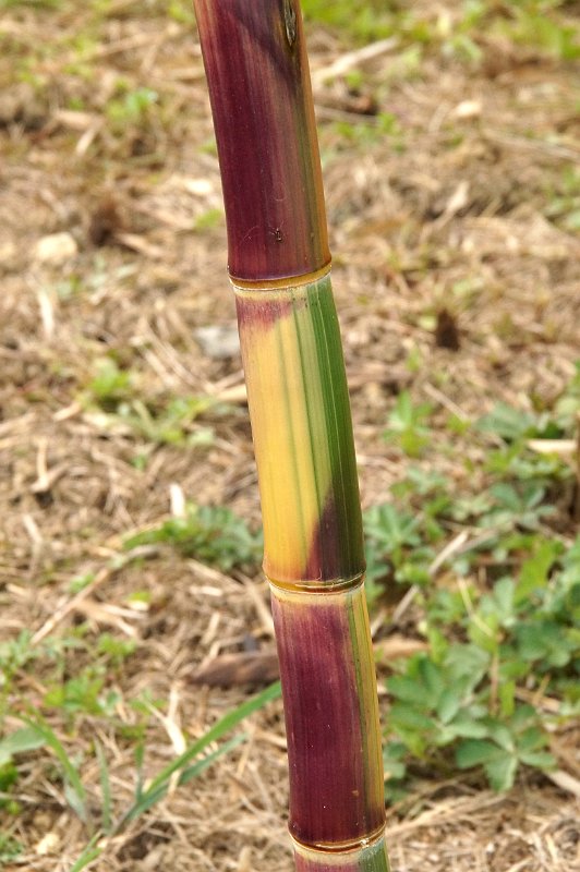 Phyllostachys praecox Viridisulcata 2